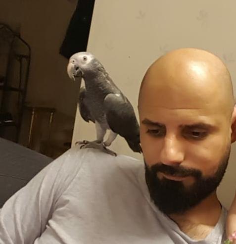Anwar Al-Saeeds papegoja Doris försvann under påskhelgen.