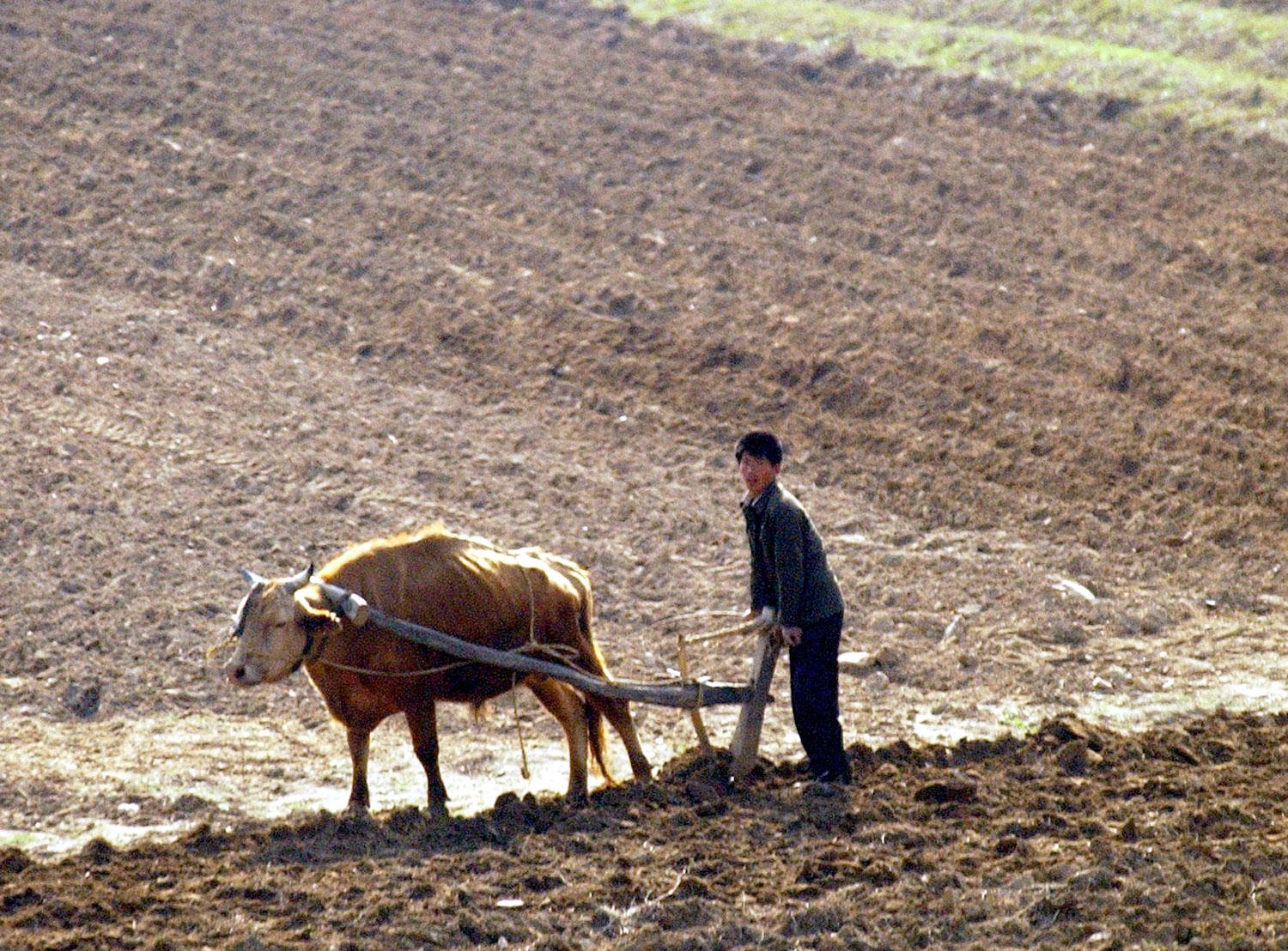 "Mödosam marsch" är ett uttryck som brukar användas för den svåra svält som landet led av i mitten av 1990-talet.