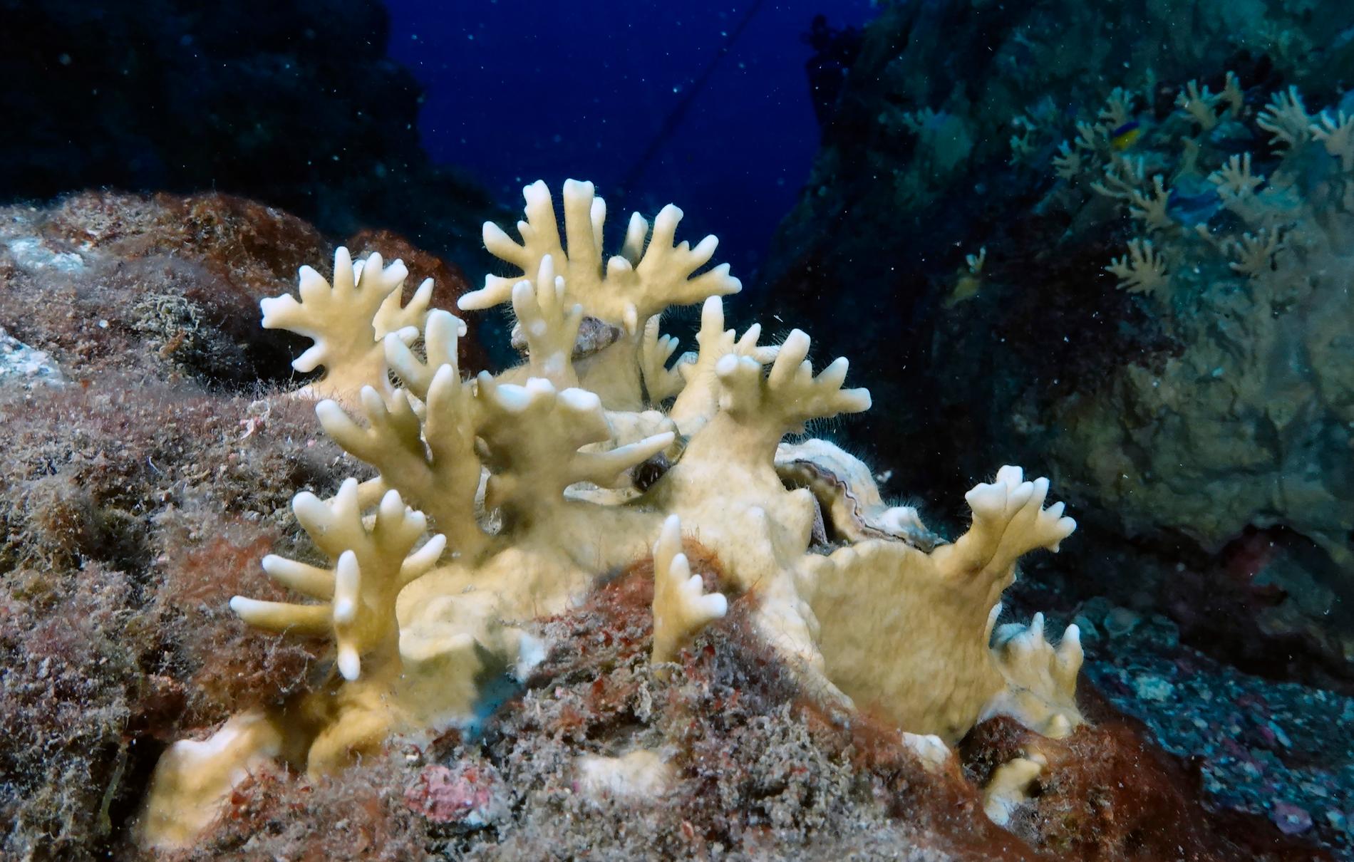 Blekt korall i Mexikanska golfen. Arkivbild.