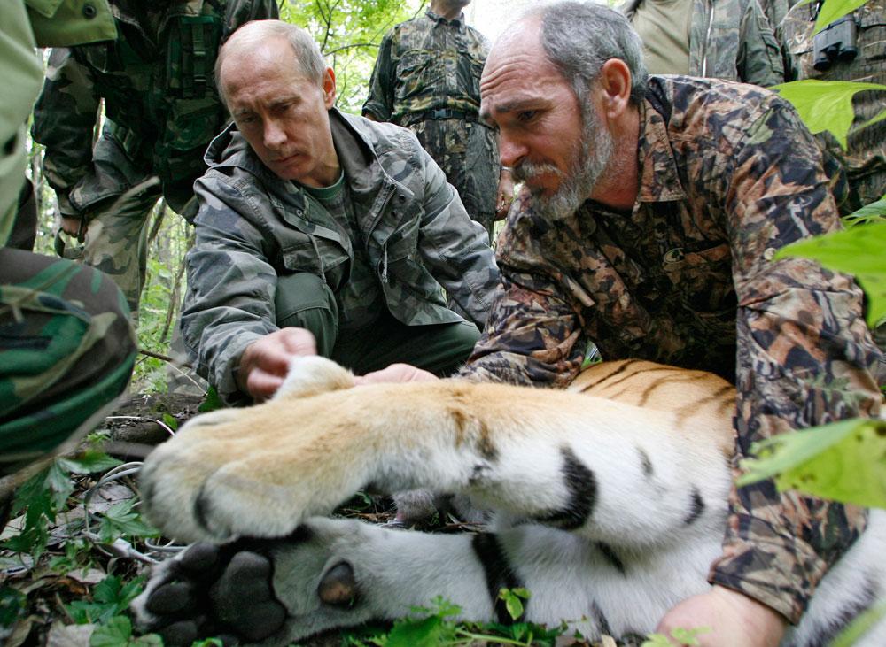 Tigern undersöks av Putin och forskare.