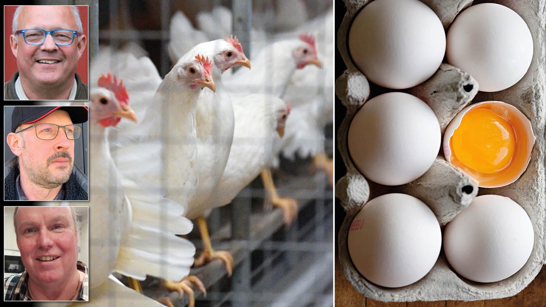 Den här gången är det salmonella, förra gången var det fågelinfluensa. Med stöttning av skattepengar, myndigheter och försäkringsbolag har Sveriges största äggproducent tillåtits växa till en ohållbar högriskanläggning, skriver tre äggproducenter.