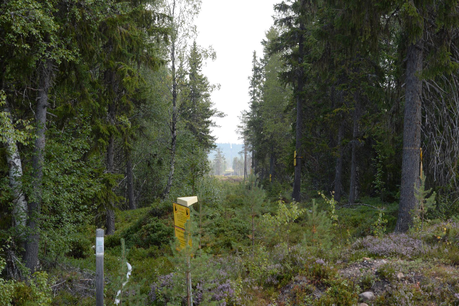 Den omfattande skogsbranden vid Trängslet i Älvdalens kommun har spridit sig i det norra brandområdet.