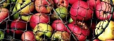 De normandiska äpplen som ska bli till cider eller kanske calvados gör sig inget vidare som ätäpplen, sura och torra som de är.