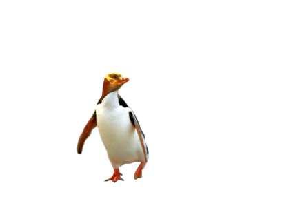 Den mycket sällsynta "gulögda" pingvinen finns utanför Dunedin