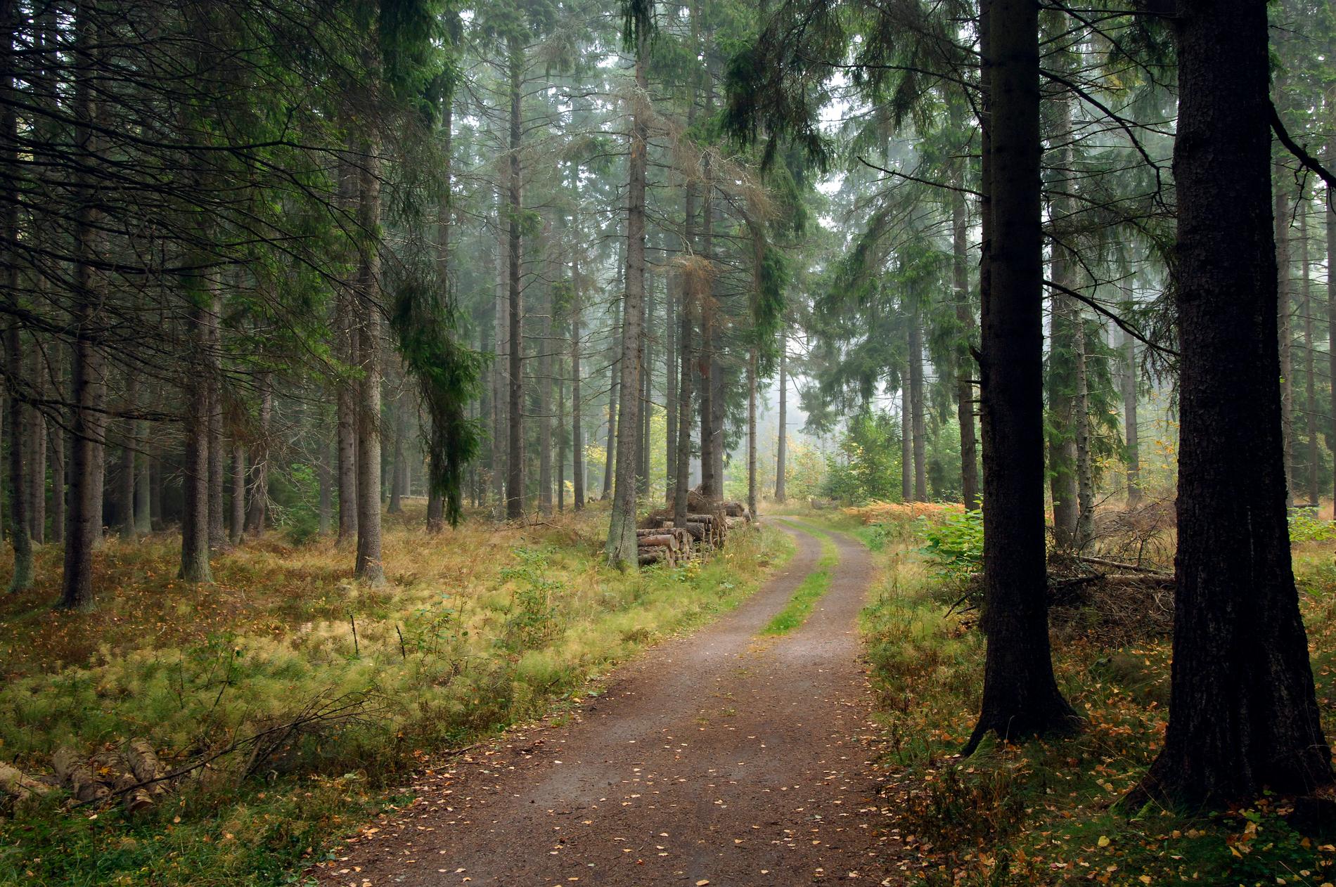 Skogsägare uppmanas att inventera sina granbestånd. På flera håll i södra Sverige är angreppen av granbarkborre ovanligt omfattande. Arkivbild.