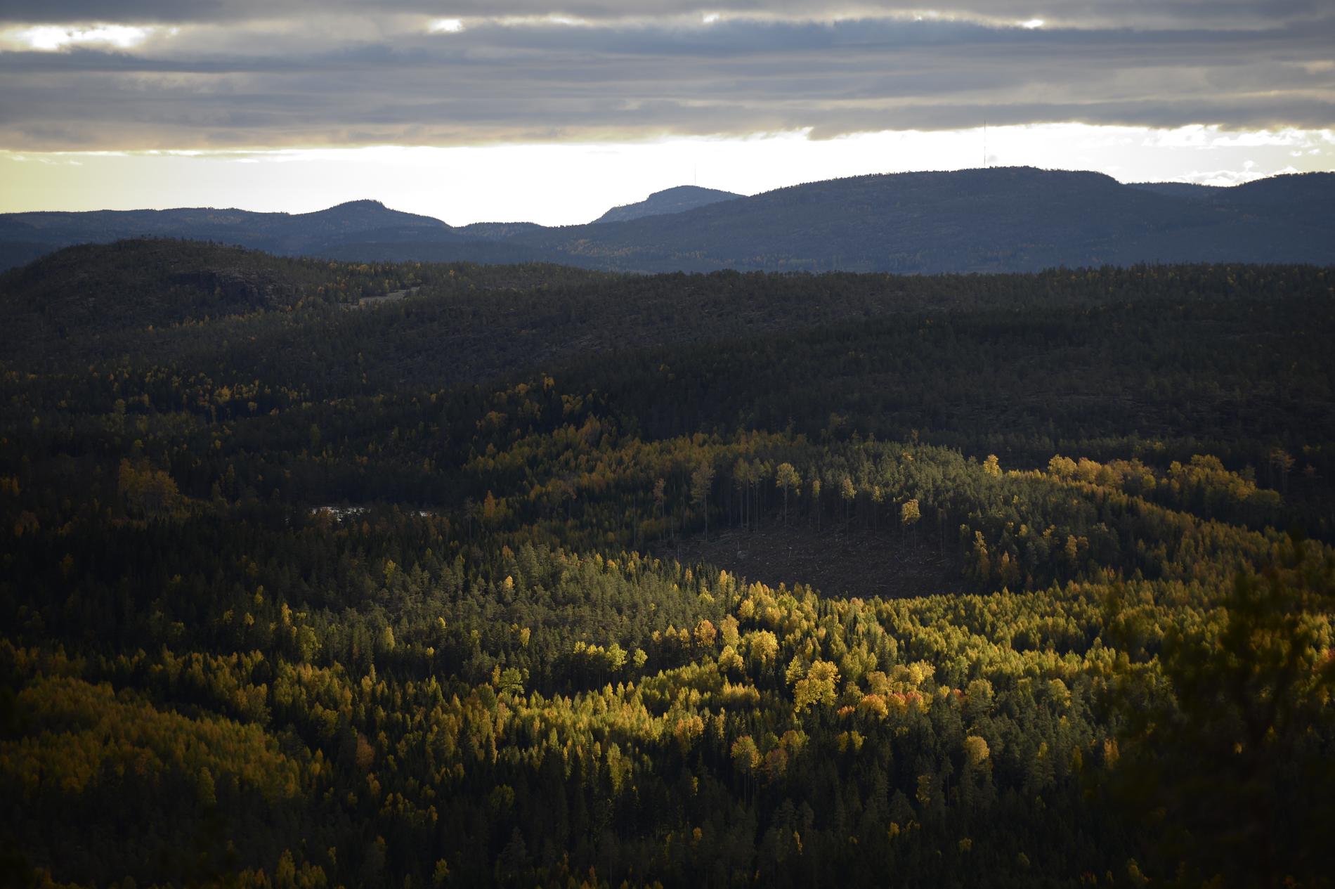 Fler svenskar än vanligt har gett sig ut i naturen under pandemin. Nationalparken på bilden är Skuleskogen i Ångermanland. Arkivbild.
