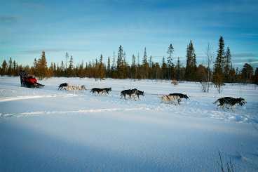 Tröttnat på skidbacken? På många ställen i svenska fjällen kan man pröva på att åka hundspann. Här i Kiruna står Mikael Forsén för äventyret tillsammans med sina siberian huskys.