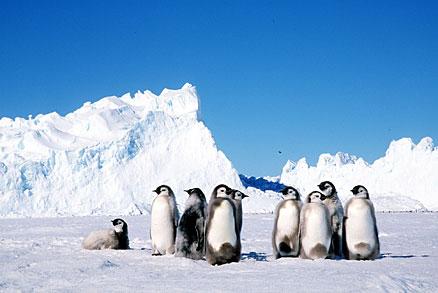 Pingviner i Antarktis med isberg i bakgrunden. På väg att smälta bort, enligt FN. Och pingvinerna hotas av utrotning.