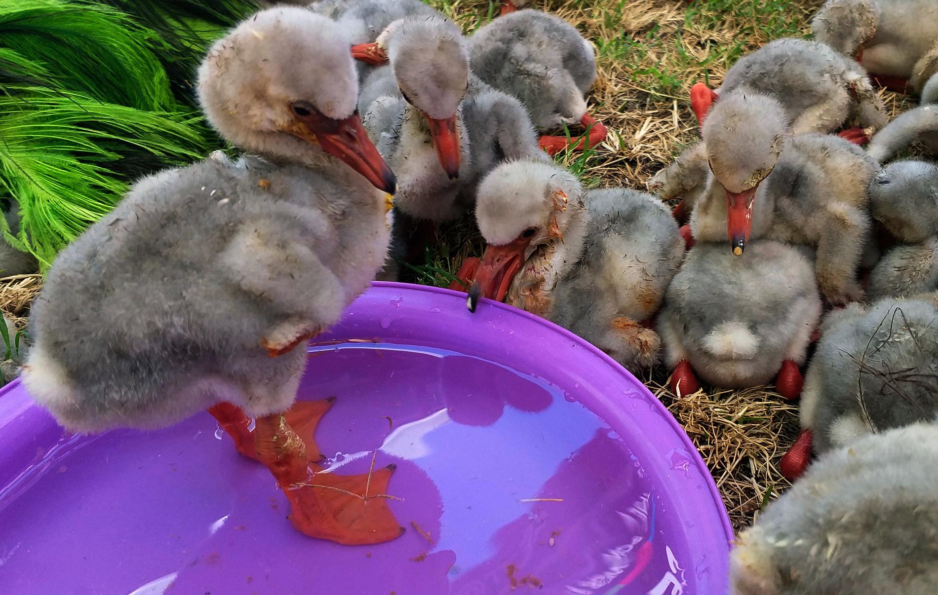 De räddade flamingoungarna får bada och lära sig äta på egen hand.