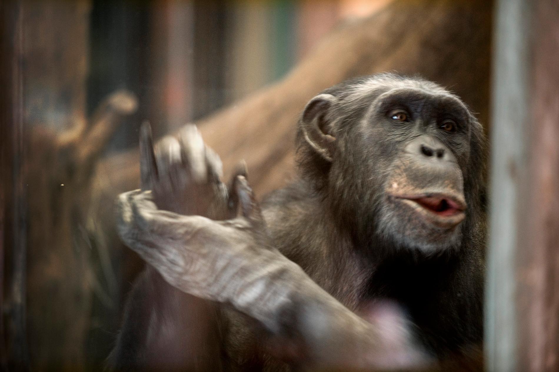 Schimpanshannen Santino är en av de schimpanser som sköts under rymningen. Redan 2018 fick parken kritik för säkerhetsarbetet. Arkivbild.
