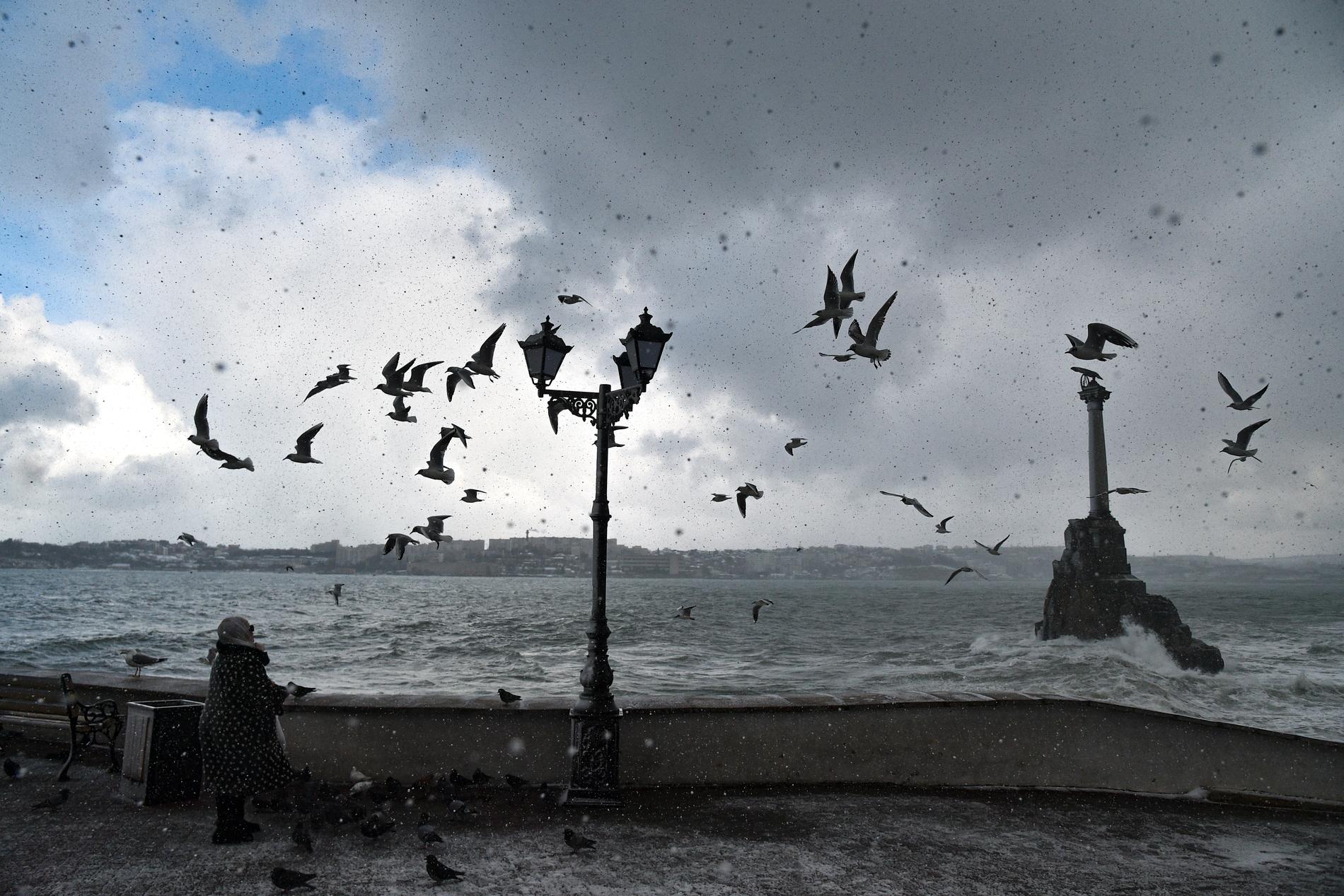 Sjöfåglar flyger i vinden vid Sevastopol på Krim. Bild från tidigare i februari.