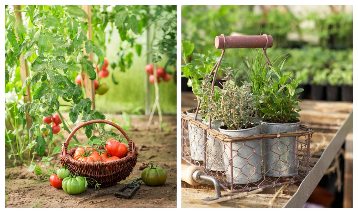 Egenodlade solvarma tomater och färska kryddor sätter guldkant. Här är årets nyheter för dig som funderar på att köpa växthus.