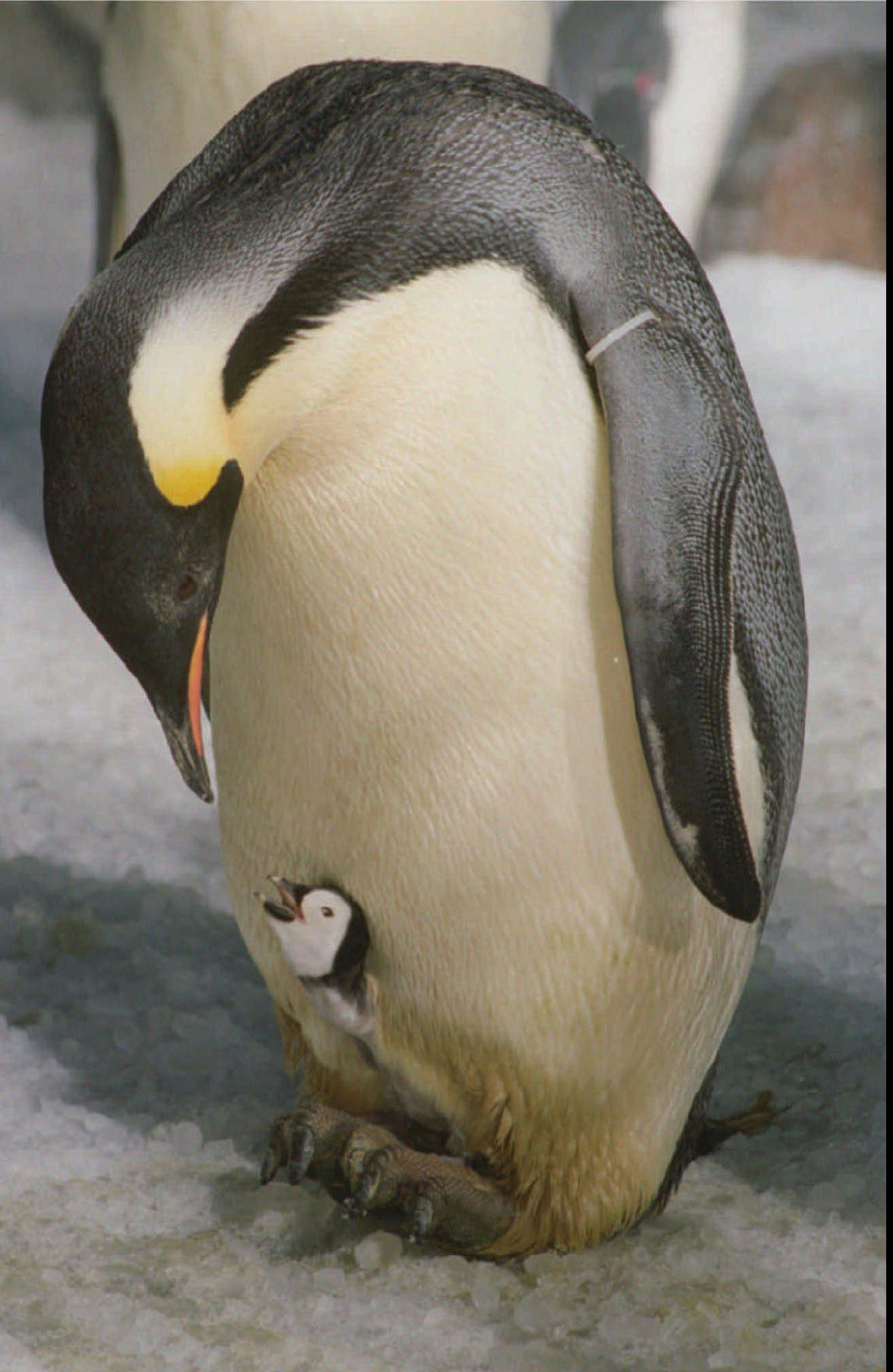 Kejsarpingvinen är världens största pingvin, men är mycket hotad av klimatförändringar. Arkivbild.
