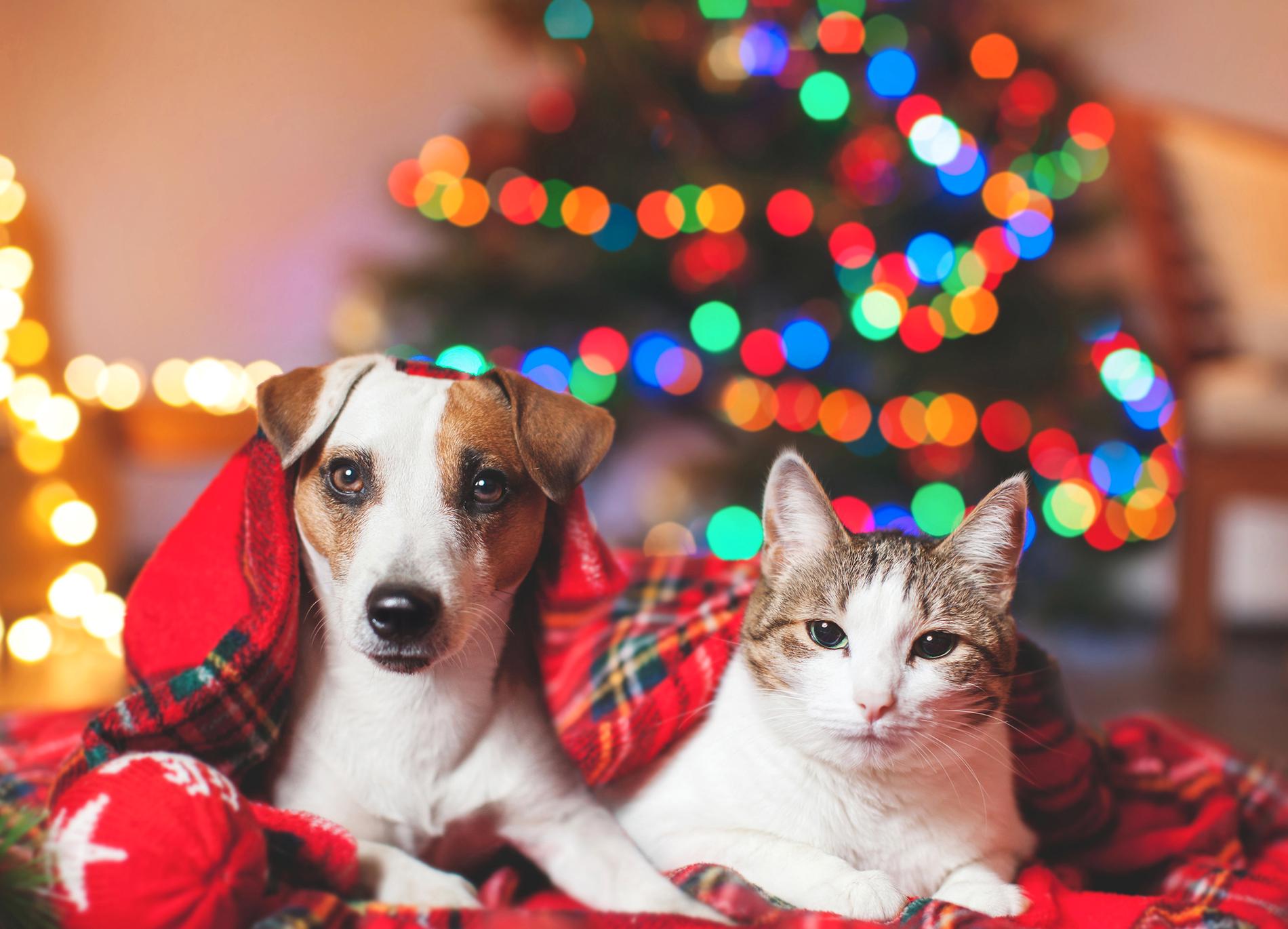 KÄNSLIGA MAGAR Våra husdjur klarar inte av att äta samma julmat som vi gör. Dessutom kan de vara nyfikna på allt pynt som finns i hemmet i jule­tider. Det är bra att hålla ett vakande öga på vad som är framdukat för att slippa ett akutbesök hos veterinären.­