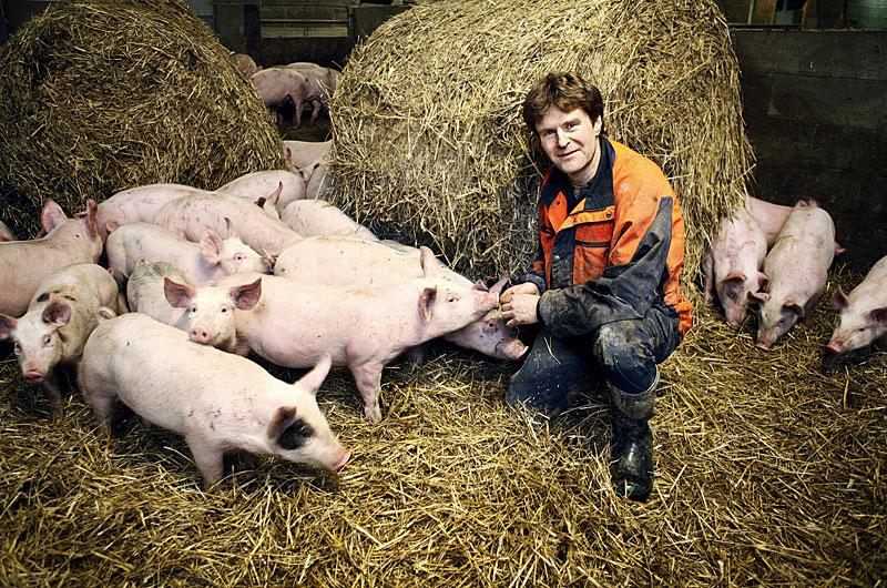 grymt bra Bara en procent av alla grisuppfödning i Sverige är ekologisk. Hos Olle Linders i Knivsta har grisarna gott om utrymme och får gå fritt året runt.