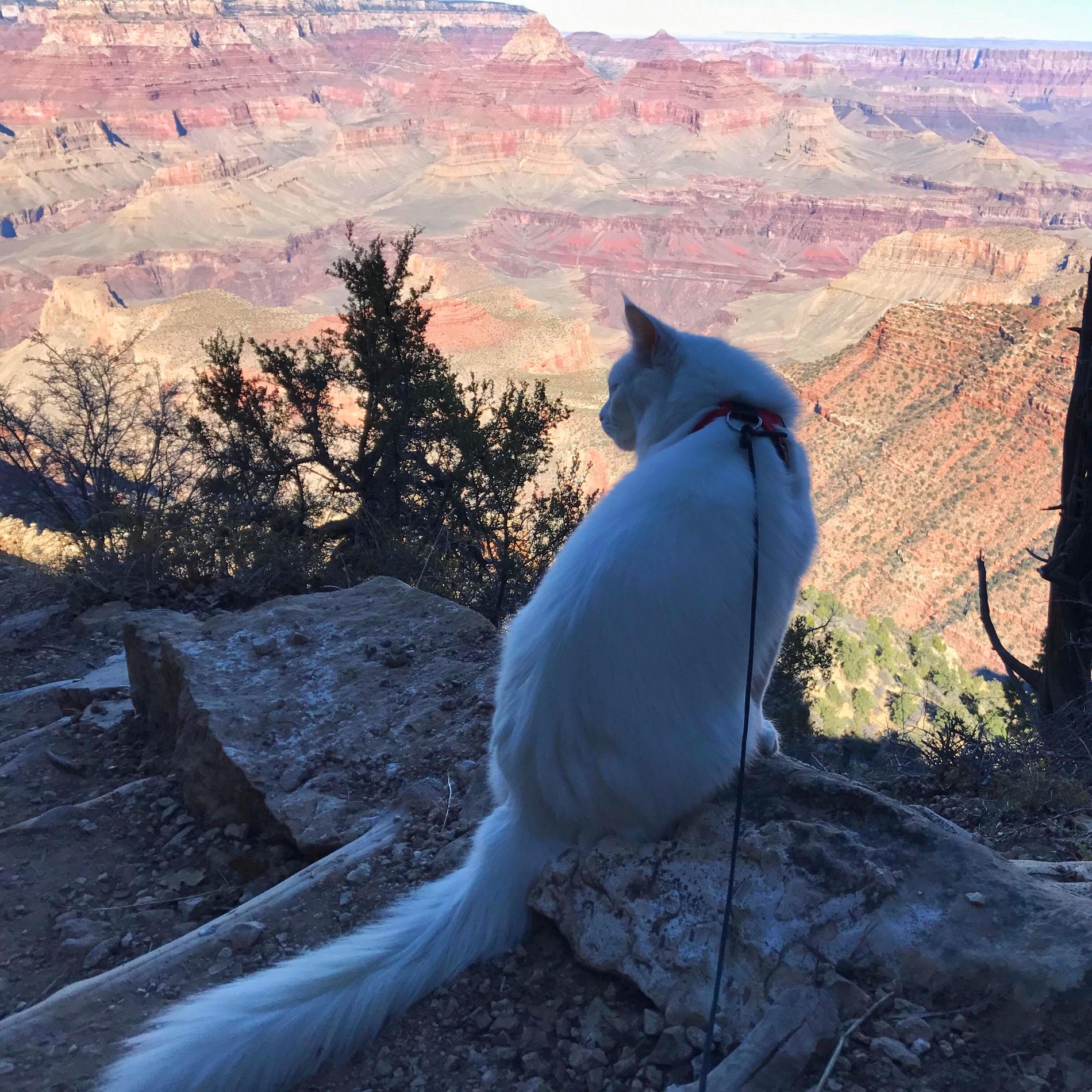 Cezar blickar ut över Grand Canyon 2016.