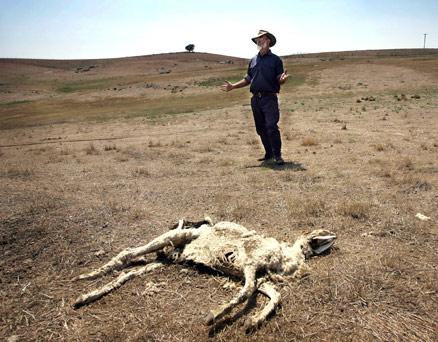 djuren dör Ännu ett av fårbonden Alix Turners får har dött. Rekordtorkan I sydöstra Australien är nu inne på sitt sjunde år.