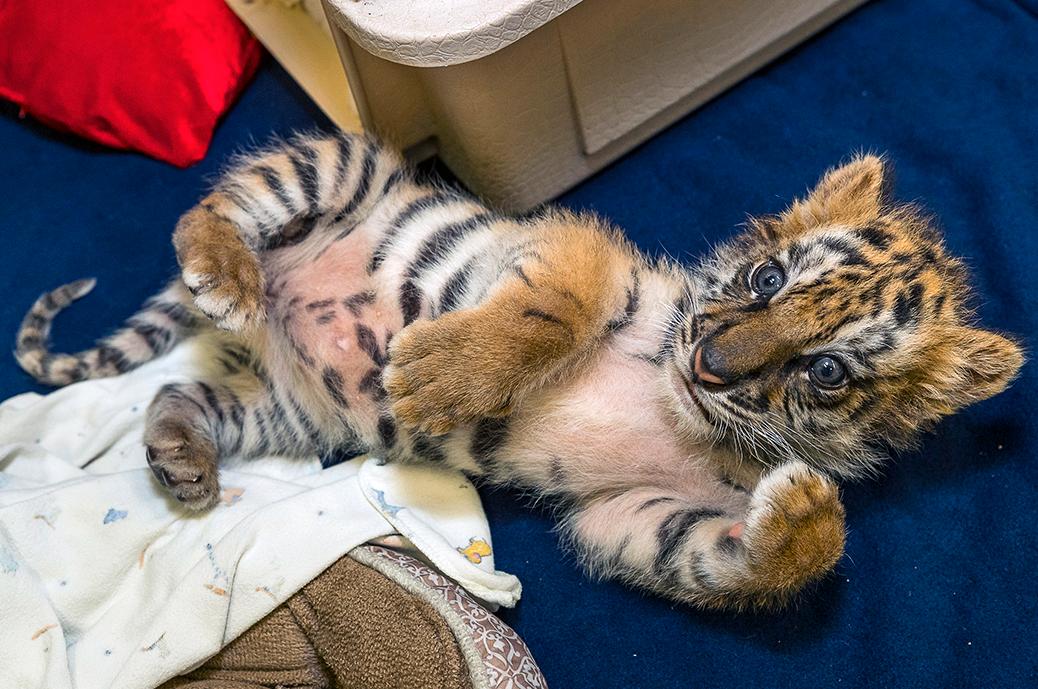 Två tigerungar har hittats i ett badkar i en lägenhet i Österrike. Tigern på bilden har inget med artikeln att göra. Arkivbild.
