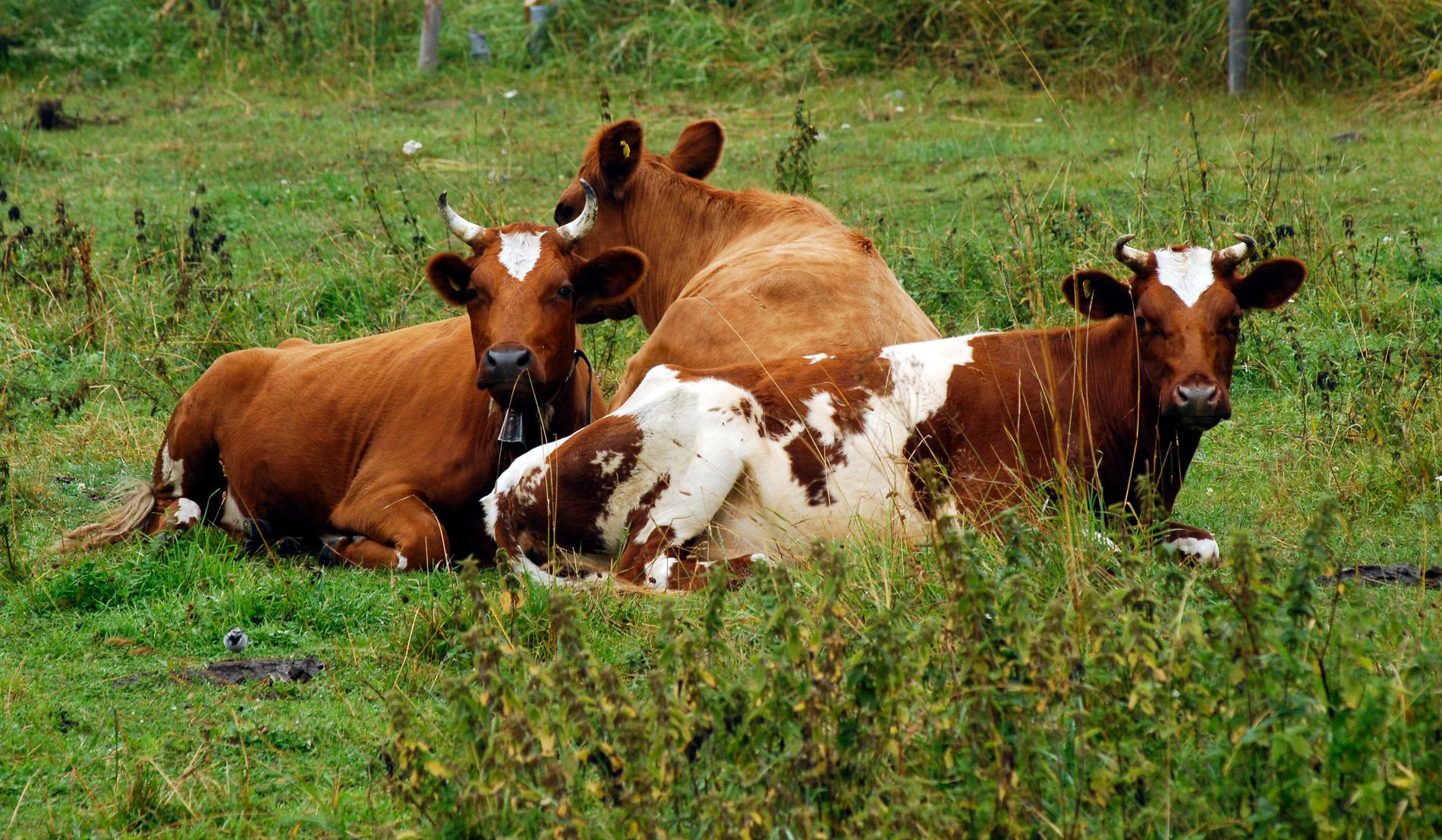 Totalt dog 35 av cirka 130 kor på en gård utanför Ljungby fram till början av april sedan de drabbats av botulism. Arkivbild.
