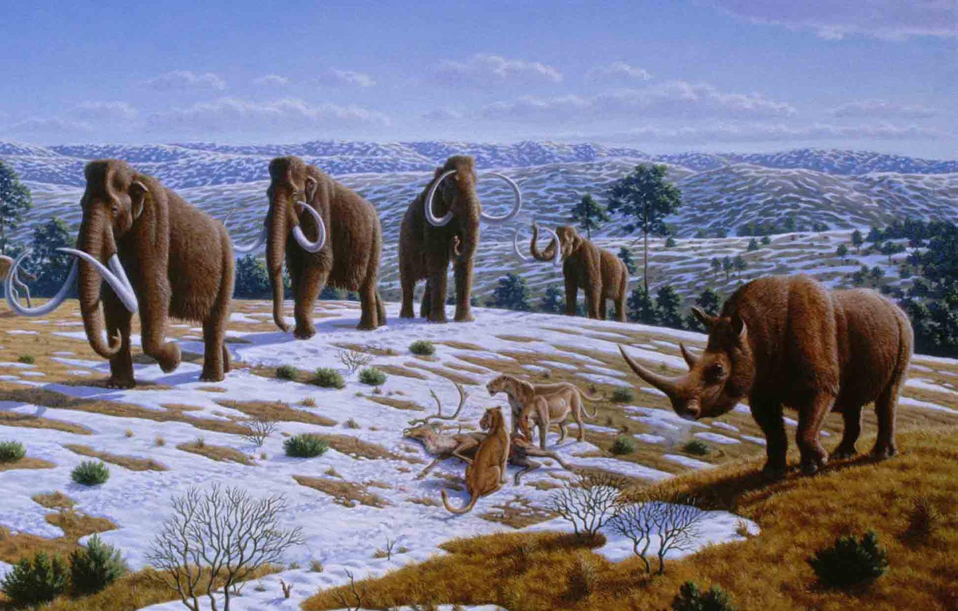 Ullhåriga mammutar var vanliga på istiden. Arkivbild.