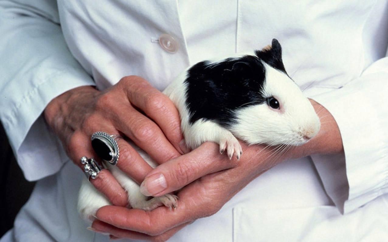 Australien gör nu som EU och förbjuder kosmetikaprodukter som testas på djur.