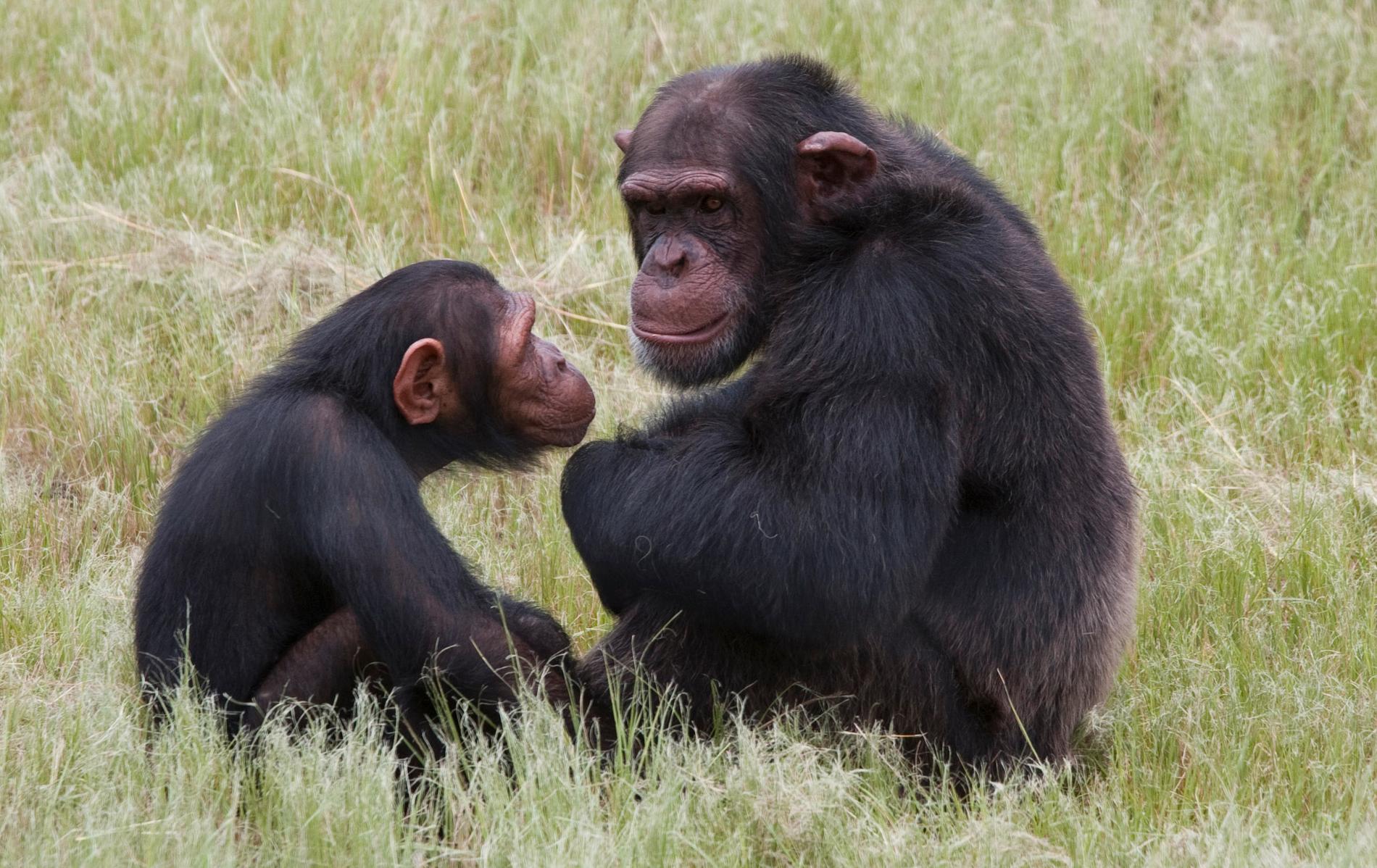 Hur mycket vi kan lära oss av andra primaters sociala liv, som här schimpanser, finns olika uppfattning om. Arkivbild.