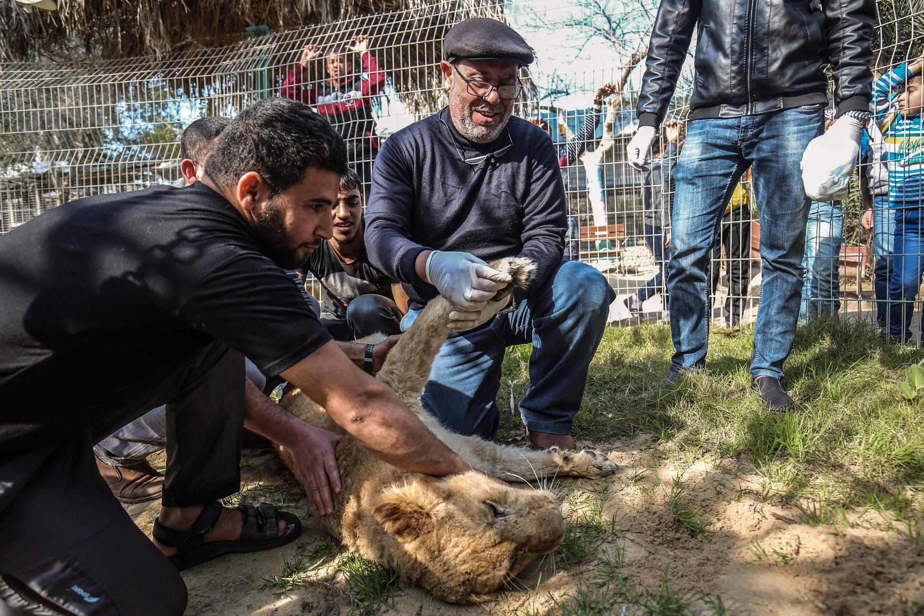 Veterinären Fayyaz al-Haddad håller i tassen på lejonet Falestines efter att hennes klor avlägsnats. 