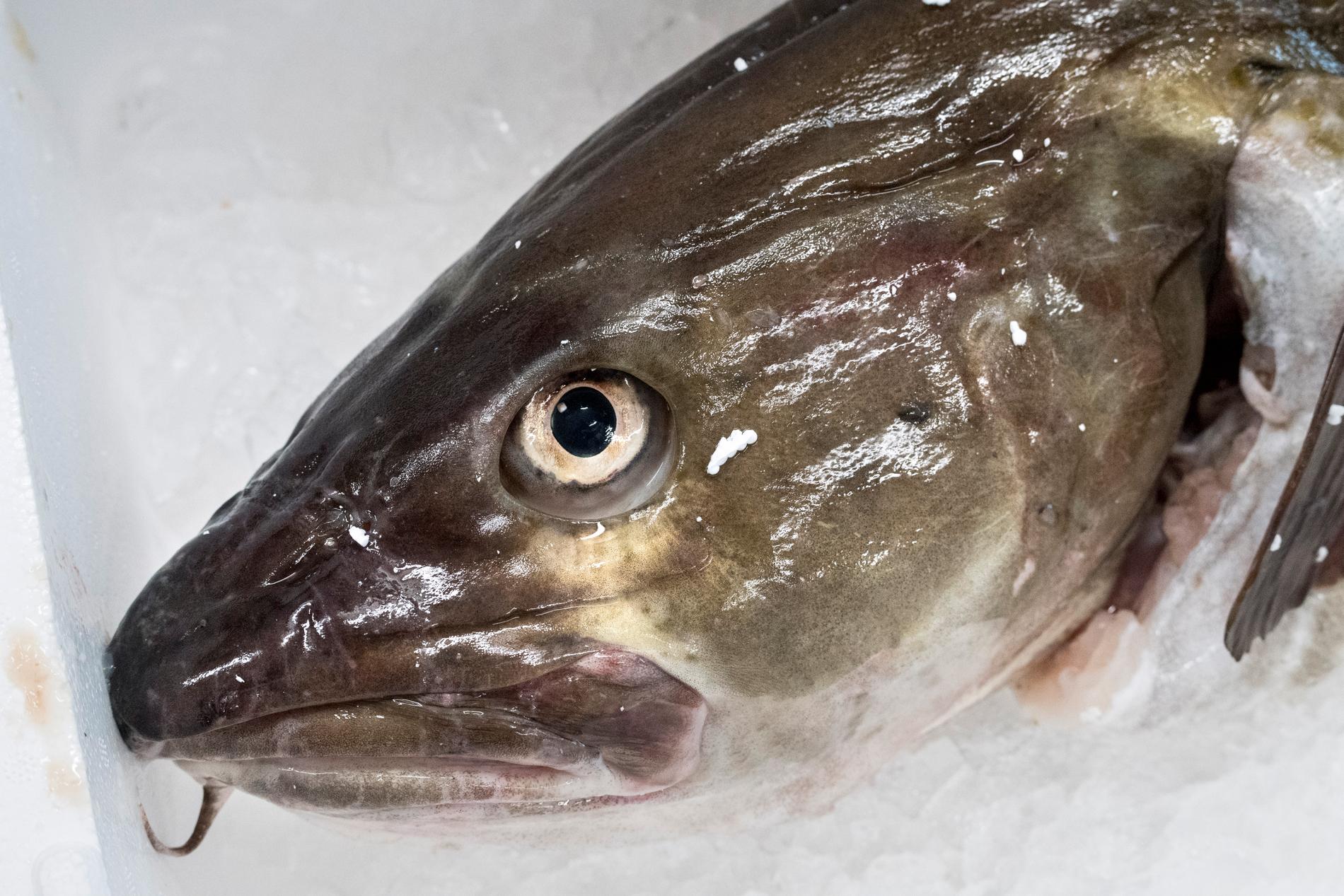 Torskbestånden i många delar av Europa är hårt åtgångna. WWF vill att konsumenterna undviker torsk från Östersjön. Däremot går det bra att äta torsk från Barents hav.
