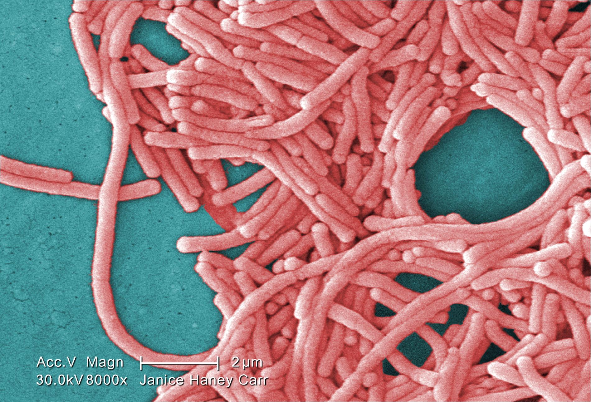 En grupp av gramnegativa Legionella pneumophila-bakterier.