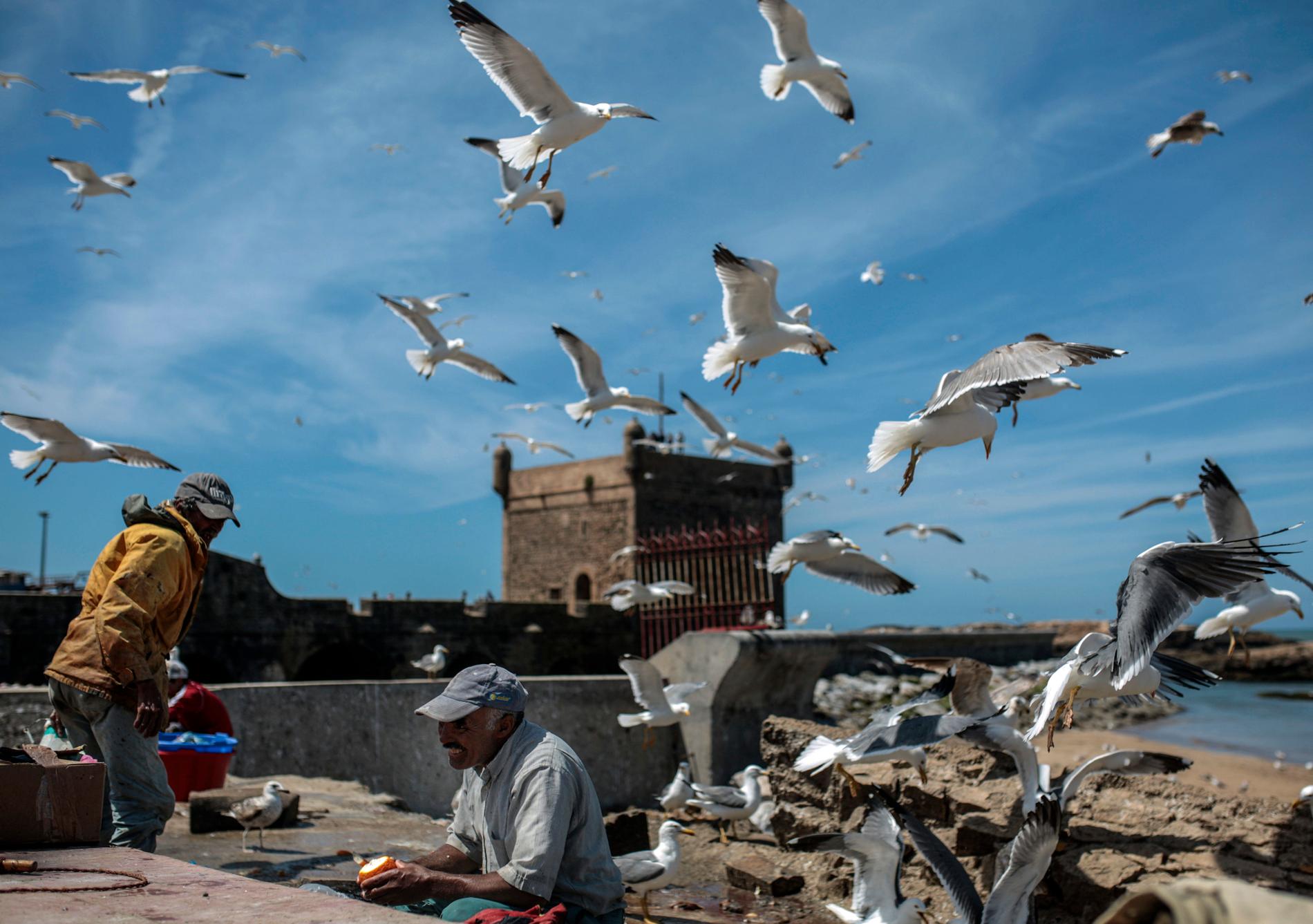 FIskmåsar cirklar över fiskare i Essaouira i Marocko. Arkivfoto.