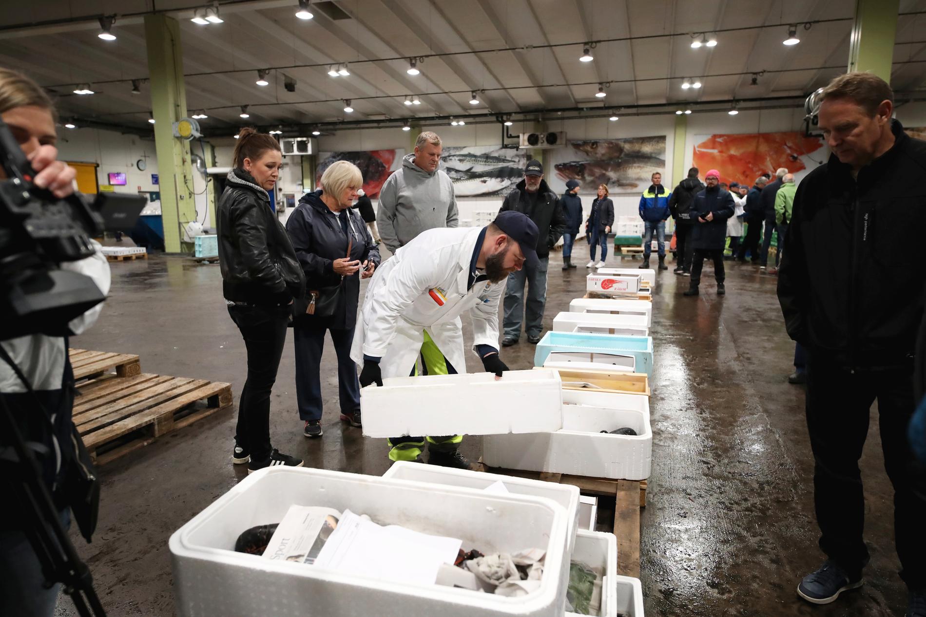 Auktionsförrättaren Tony Carlsson förbereder hummerauktion på Göteborgs fiskeauktion med årets första humrar.