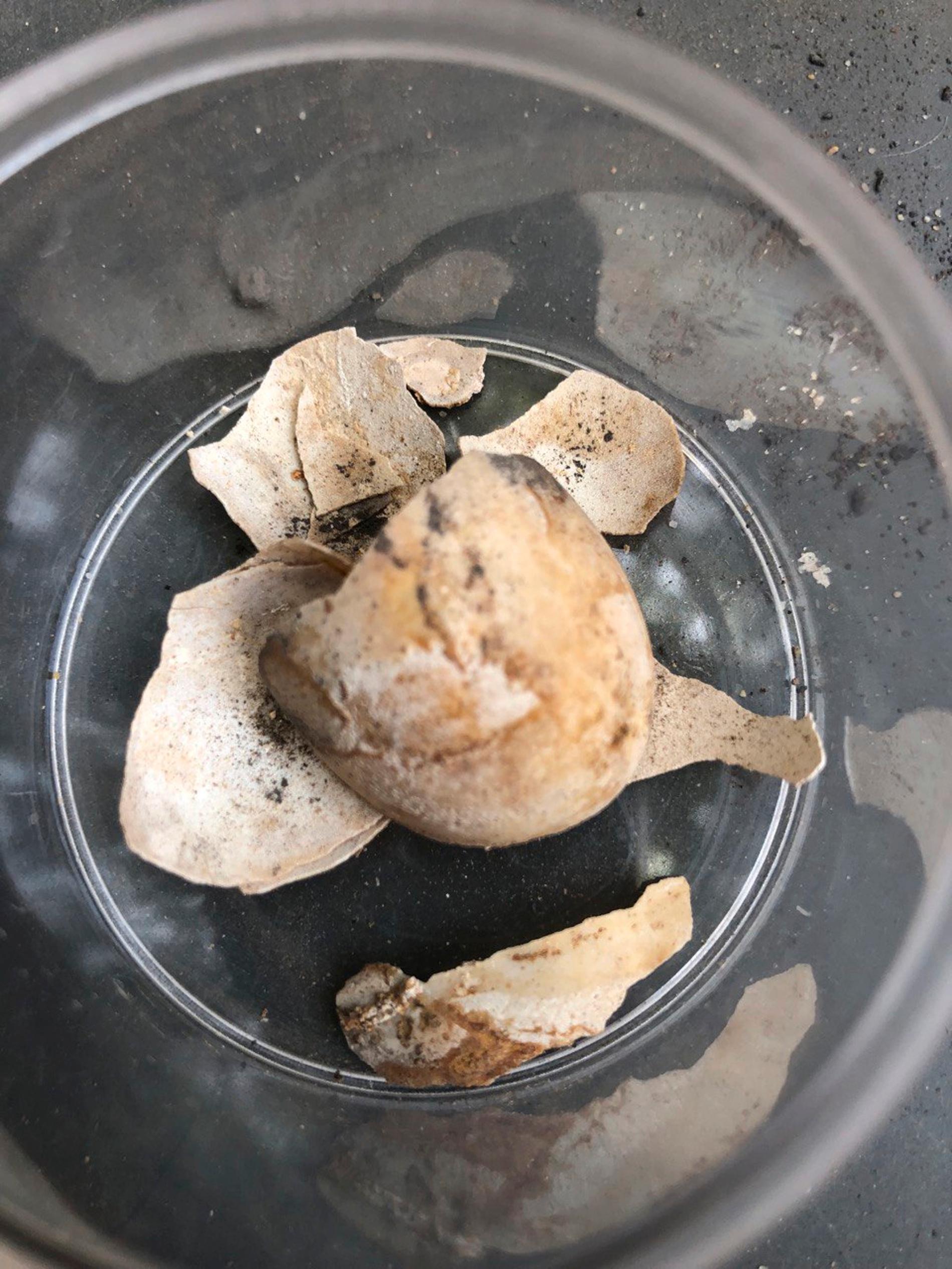 Rester av sköldpaddans ägg som hittades inuti den.