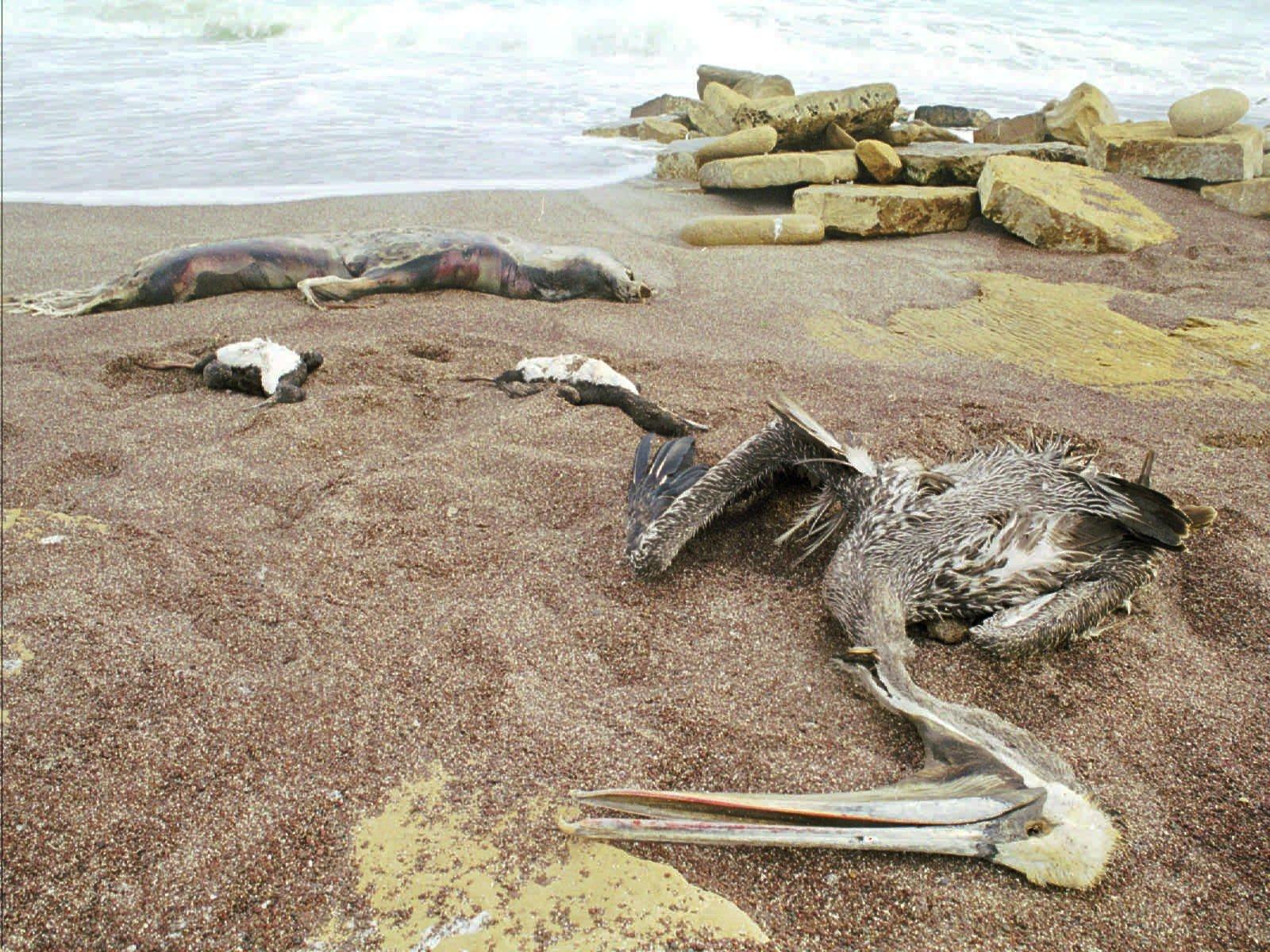 El Niño brukar leda till att havstemperaturerna vid Sydamerikas västkust stiger. Resultatet blir svält bland havslevande fåglar och däggdjur. Bilden, som är tagen i januari 1998, visar döda pelikaner och sjölejon som flutit iland i Peru.