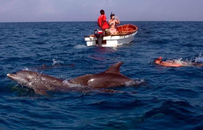 Utanför Zanzibar jagar man inte delfiner – här är det djuren som jagar båtarna. Att bada bland och fotografera delfiner är populärt bland turisterna.