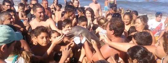 Nyheten om att en delfinunge dog till följd av att för många ville ta en selfie med den har väckt ilska över hela världen.