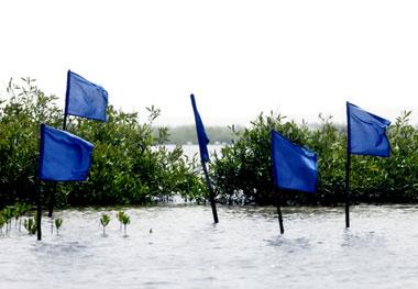ÅTERPLANTERING. En mangroveplantering.