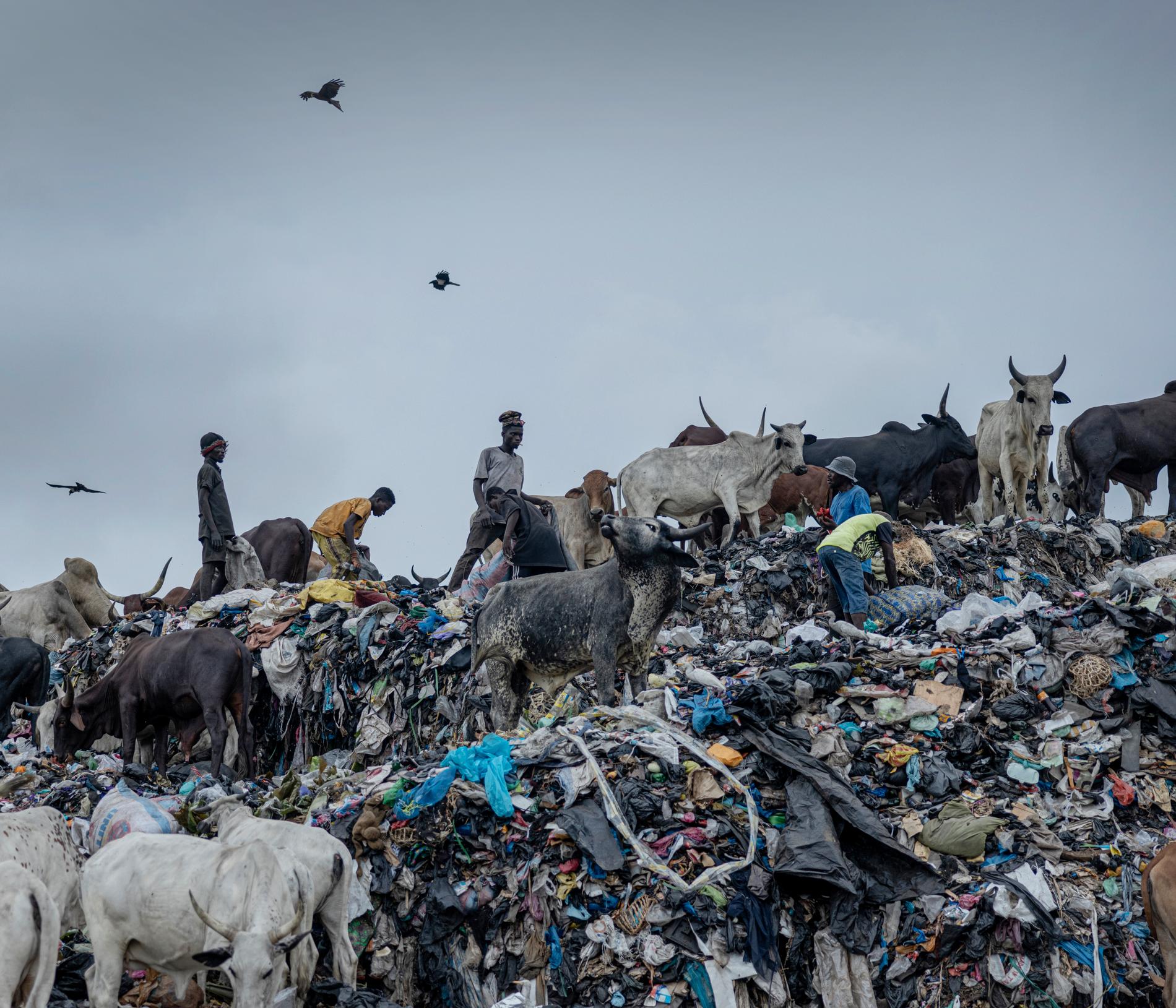 Ghana. Kor söker söker mat på ett berg av textilier. 
