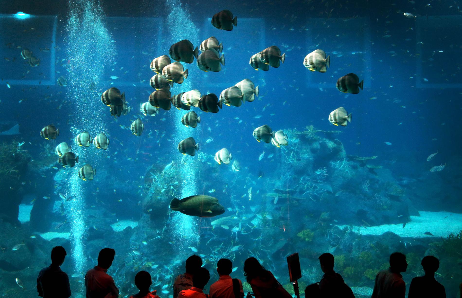 S.E.A. Aquarium rymmer 45 miljoner liter vatten och öppnades i november 2012.