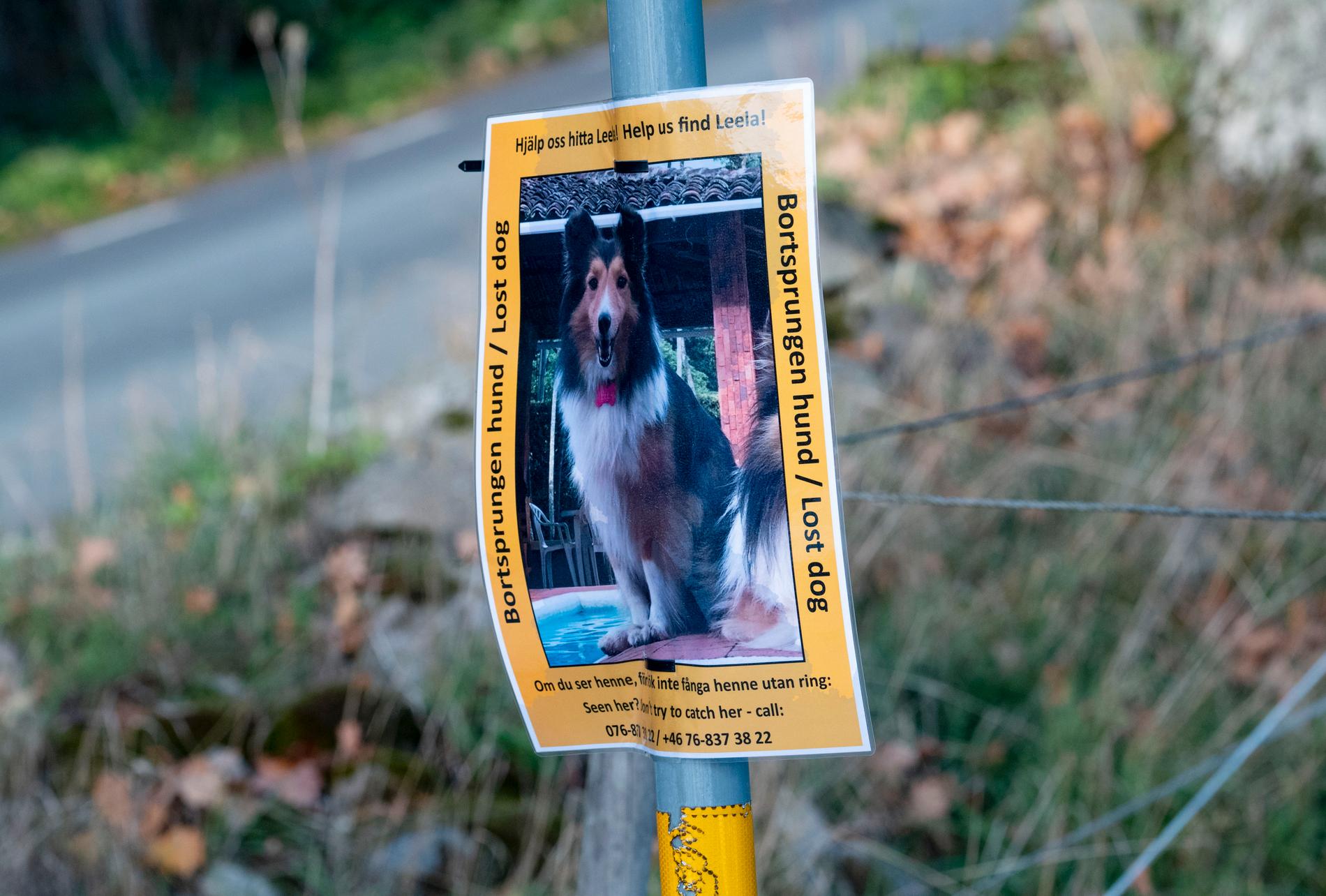 En lapp på en stolpe informerar om den bortsprungna hunden Leela strax utanför Skepparslöv.