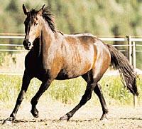 De flesta hästar som föds idag används som travhästar. Stjärnskottet Ina Scot är en varmblodstravare som sprungit in över 20 miljoner kronor i olika travlopp.