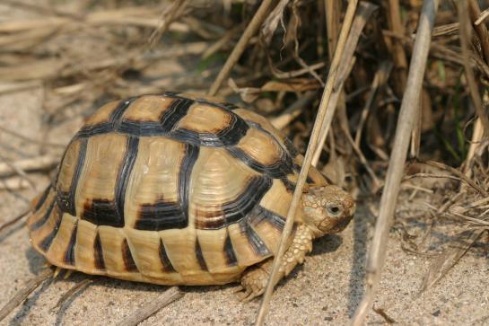 Egyptisk landsköldpadda är en av världens mest utrotningshotade sköldpaddor.