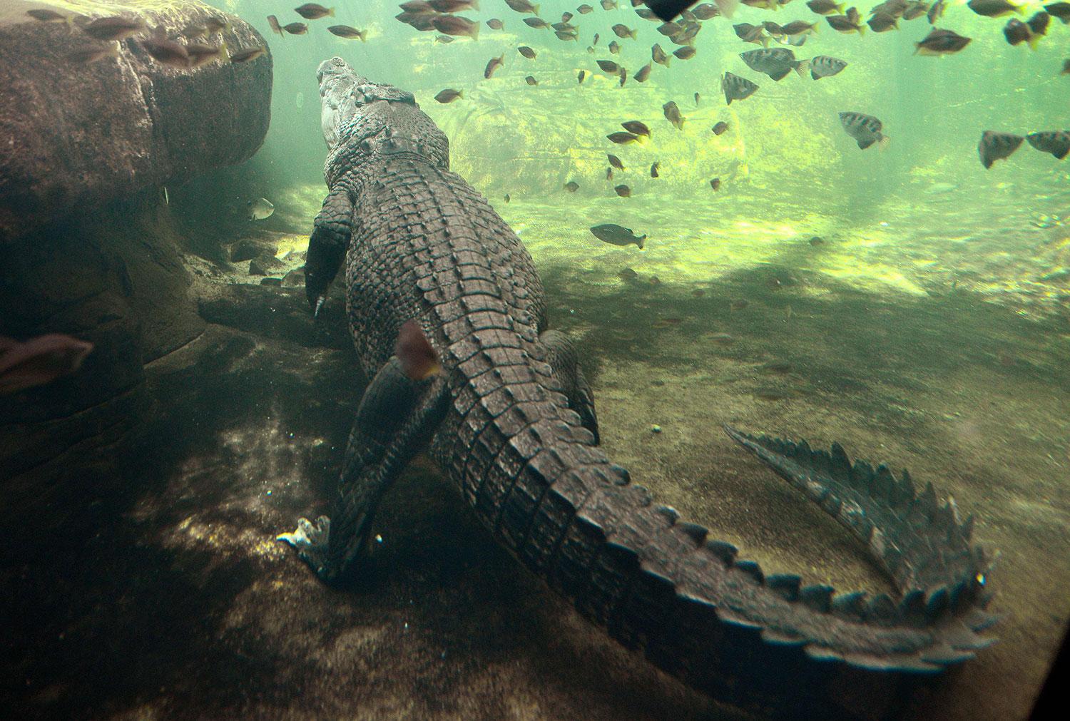 En 700 kilo tung krokodil på Wild Life Sydney Zoo.