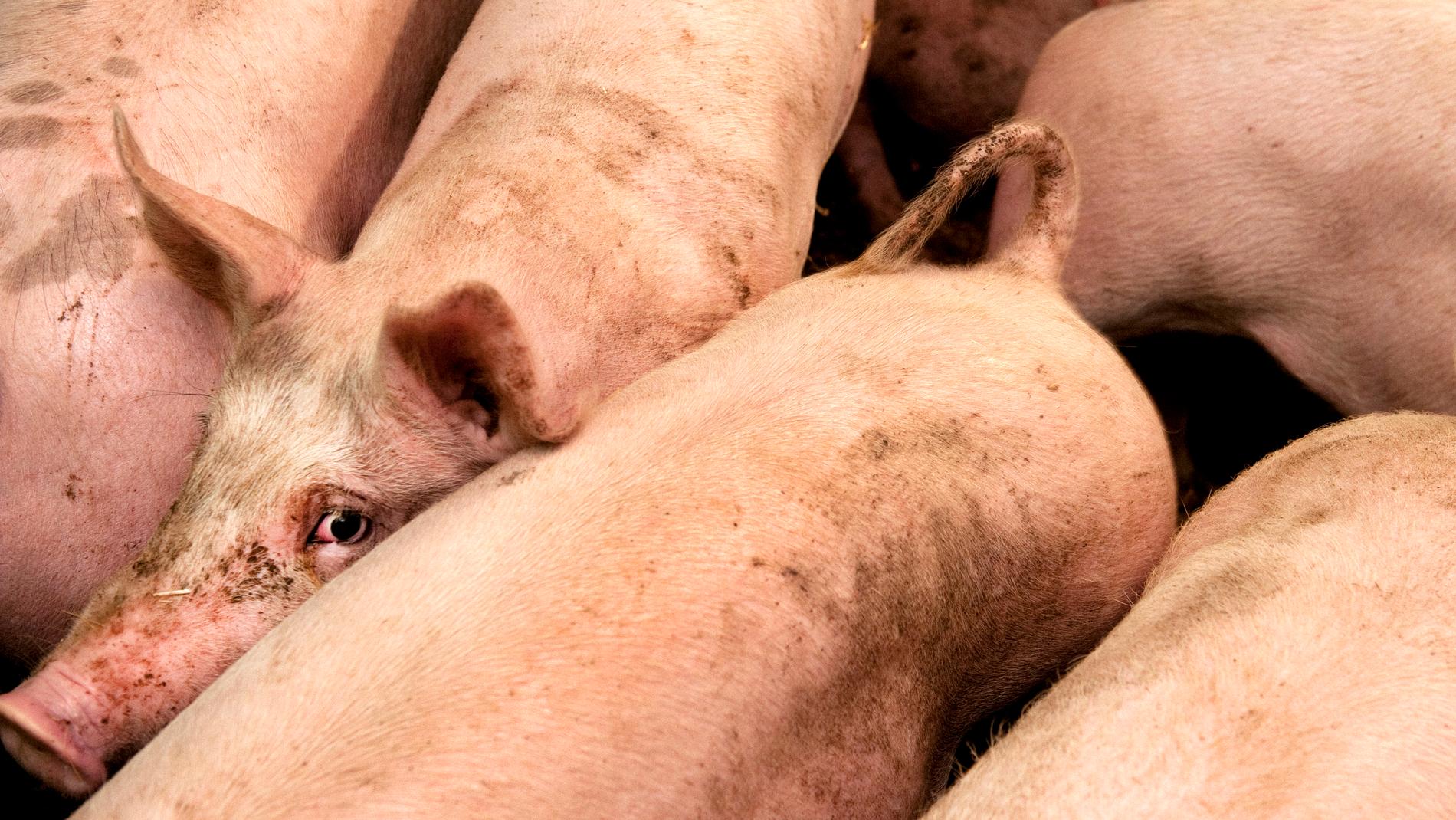 Projektet ”Gilla gris” har fått 27 miljoner kronor av EU för att få ungdomar att äta fläsk i Danmark och Sverige.