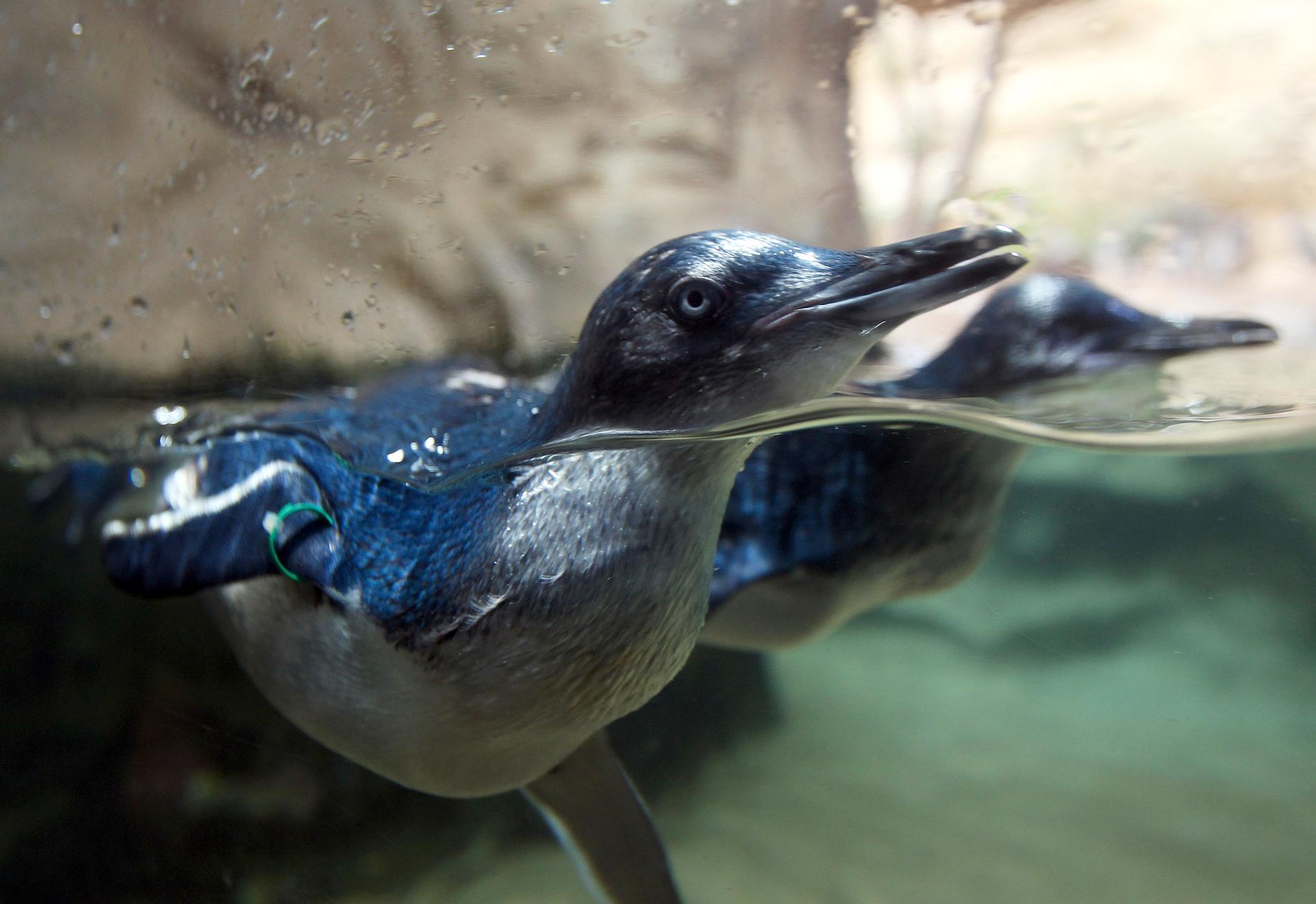 En simmande dvärgpingvin på Sydney Aquarium. Arkivbild.
