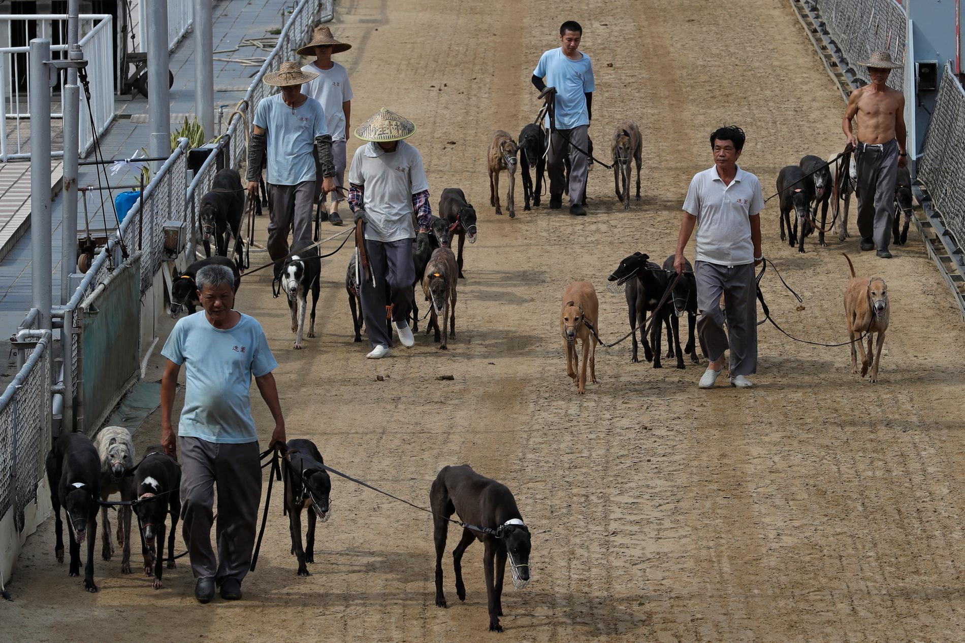 Vinthundarna på hundkapplöpningsbanan i Macao. Under många år har djurrättsgrupper kämpat för att den ska stoppas – och i somras slogs arenan igen. Arkivbild.
