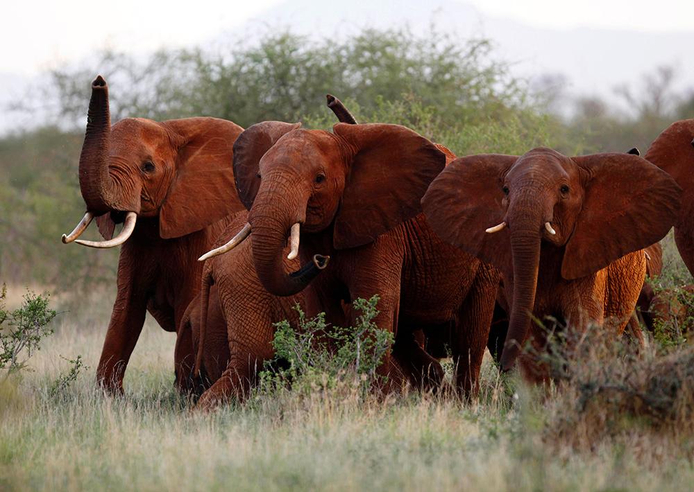 Trump vill tillåta import av elefanttroféer