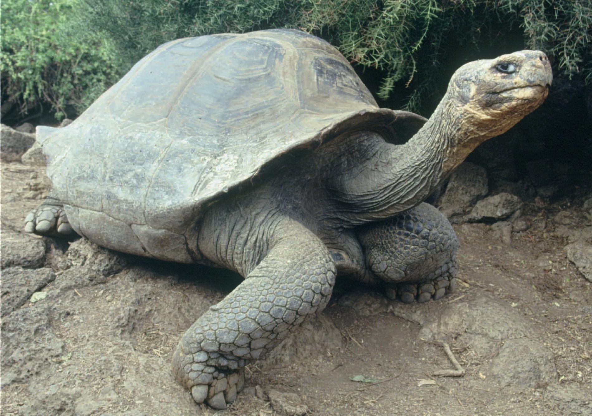 Jättesköldpaddan lever också på Isabela Island men inte i närheten av vulkanen Wolf. På ön finns även vulkanen Sierra som på senaste tiden visat aktivitet. Om Sierra får ett utbrott hotas jättesköldpaddan.