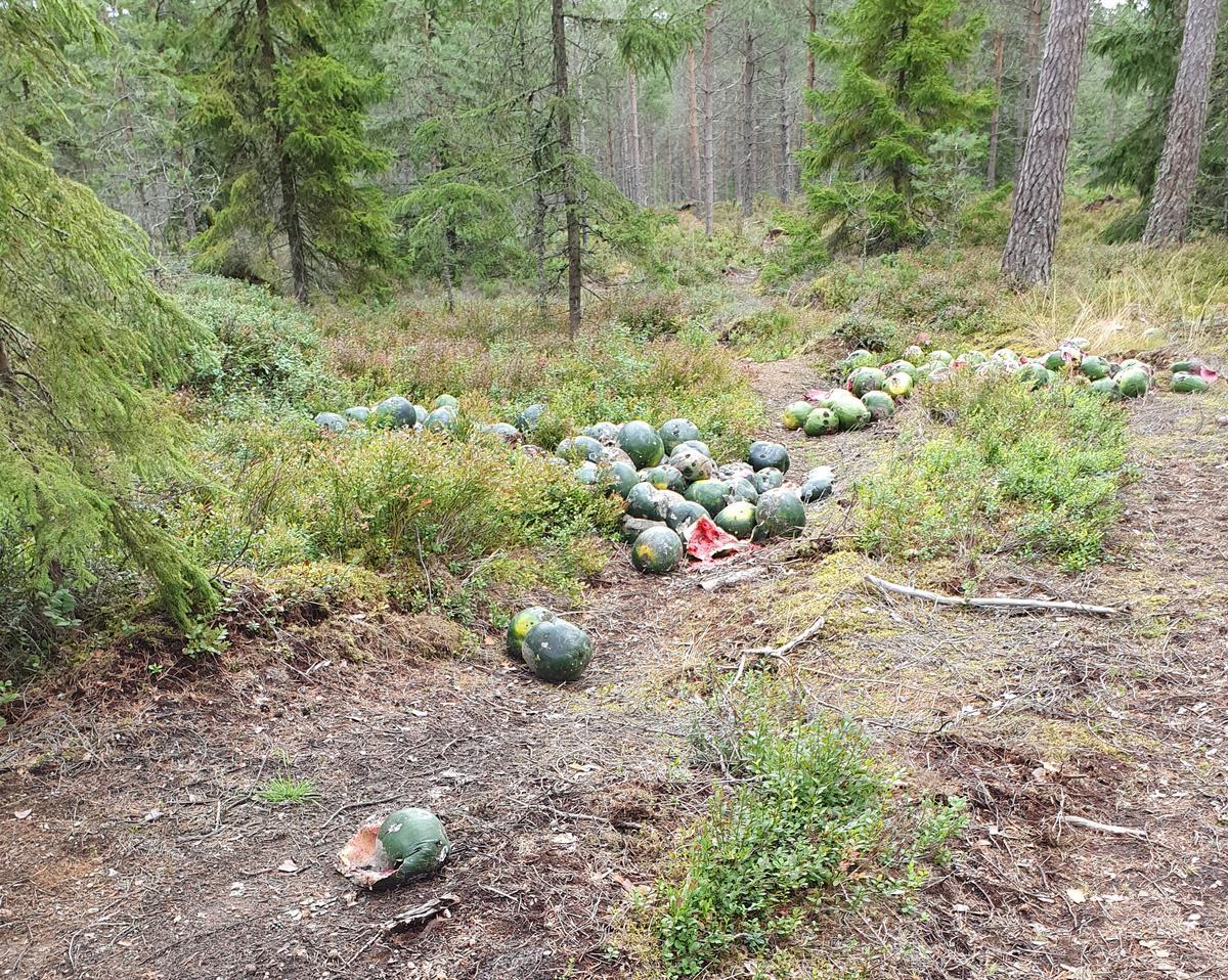 Melonerna som hittades i skogen kring Axamo i Jönköping.