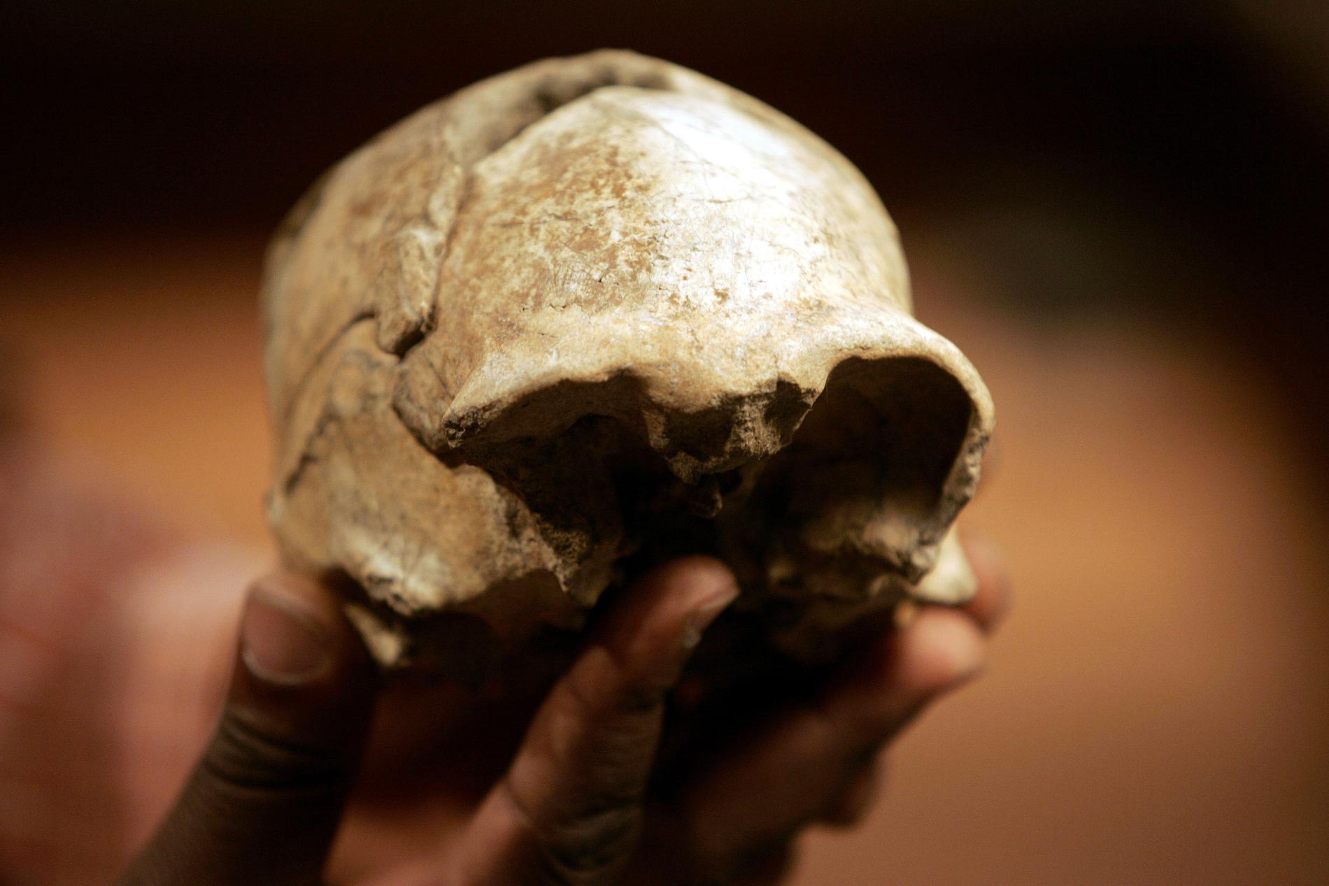Den upprätta människan, Homo erectus, uppstod på den afrikanska kontinenten och spred sig sedan över världen, framför allt till Asien. Här syns ett nästan komplett kranium som hittades år 2000 vid Turkanasjön i Kenya.
