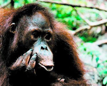 Orangutangerna dör utan regnskog.